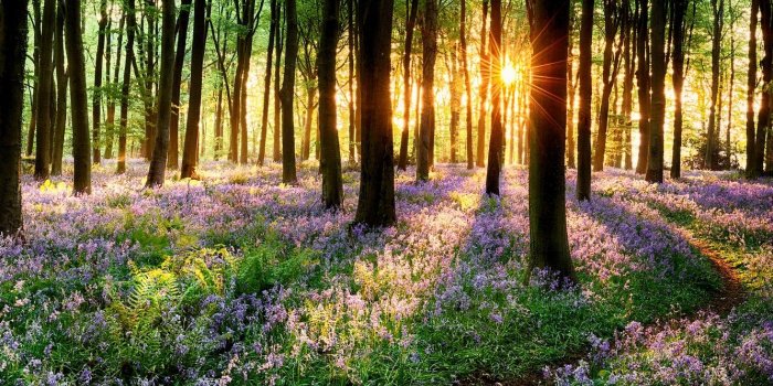 1332x850 Wallpaper road, forest, grass, trees, sunset, flowers, nature, Park
