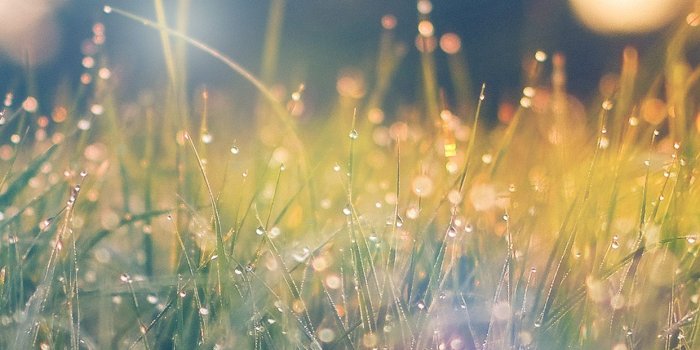 1242x2208 iPhone7papers.com | iPhone7 wallpaper | nm68-lawn-green-nature