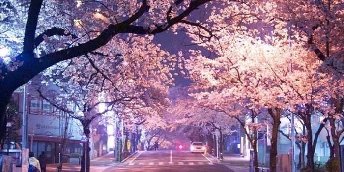 744x1392 Tokyo Japan Phone Wallpapers - Top Free Tokyo Japan Phone