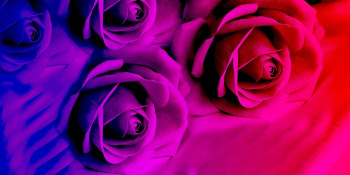 1920x1080 Bright Colored Flowers 27746 1920x1080px