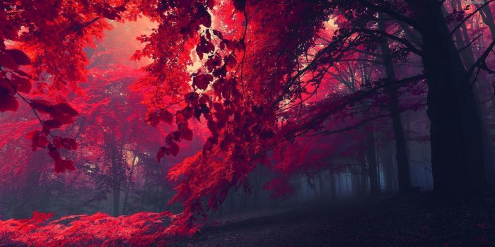 1920x1080 Crimson Forest | Red forest wallpaper 1920x1080 | Everything Red