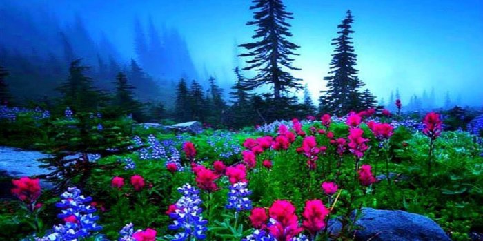 1920x1664 Flower Splendor Meadow Mountains Enchanting Nature Flowers Night