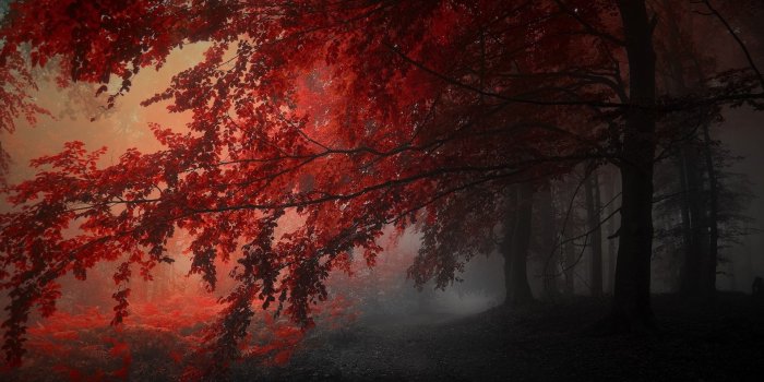 1920x1080 Download Crimson Forest Live Wallpaper Engine Free, Most Fascinating