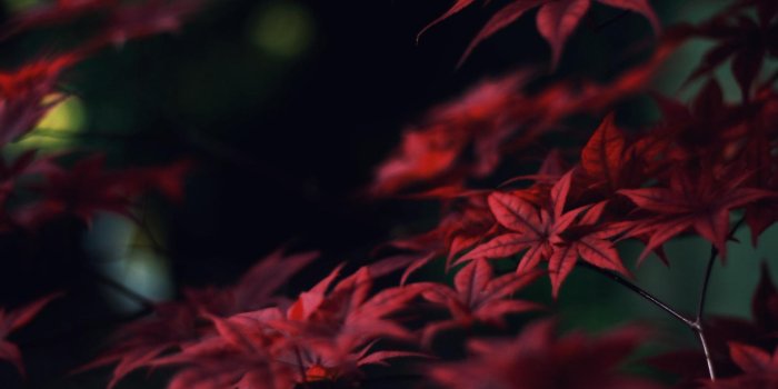 1920x1080 Crimson Wallpapers