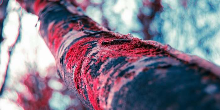 3840x2553 3025955 autumn, branch, crimson, forest, galway, ireland, leaves