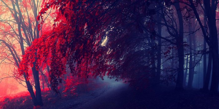 1332x850 Wallpaper road, autumn, forest, trees, the crimson images for