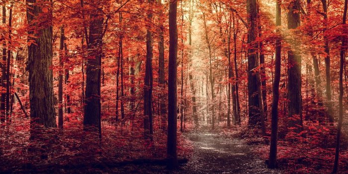 1332x850 Wallpaper road, autumn, forest, leaves, rays, light, trees, nature