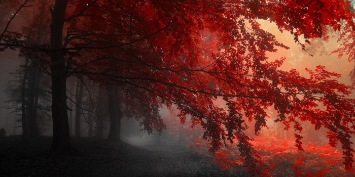 2560x1600 Red Forest Autumn Wallpaper HD Dekstop 7056 Backgrounds | Download