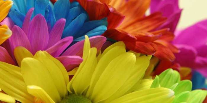 1024x768 Bright Colored Flowers wallpaper | 1024x768 | #3457