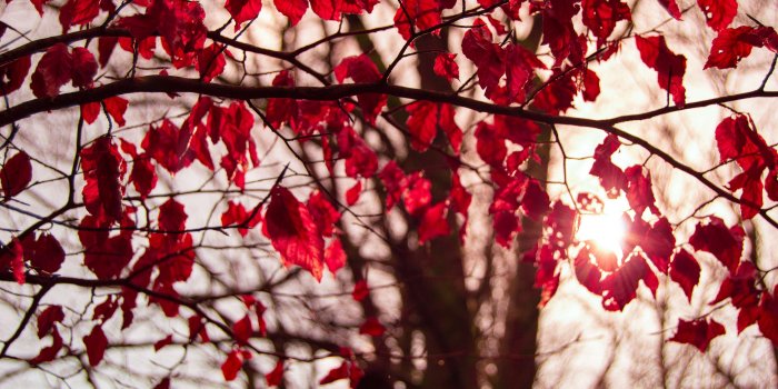 3840x2553 3025954 autumn, branch, crimson, fall, forest, leaves, nature, red