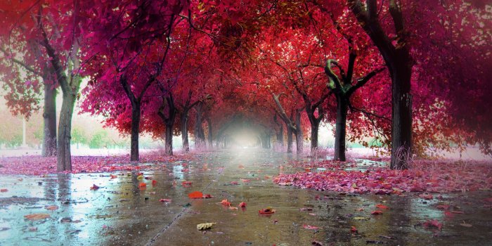 2560x1641 Crimson autumn in the city park / 2560 x 1641 / Nature / Photography