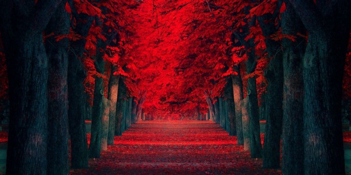 1920x1080 Red Trees Pathway HD Wallpaper » FullHDWpp - Full HD Wallpapers