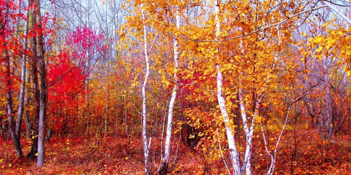 3144x2296 3378492 Crimson, Gold, Red, Autumn, Nature, Trees, Leaves, October
