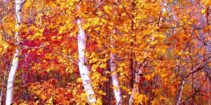 938x1668 Download wallpaper 938x1668 crimson, gold, red, autumn, nature
