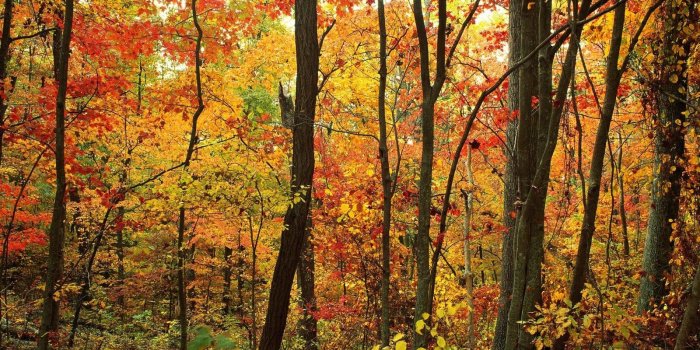 1600x1200 so colourful ~ Crimson Forest, Appalachian Mountains, North Carolina