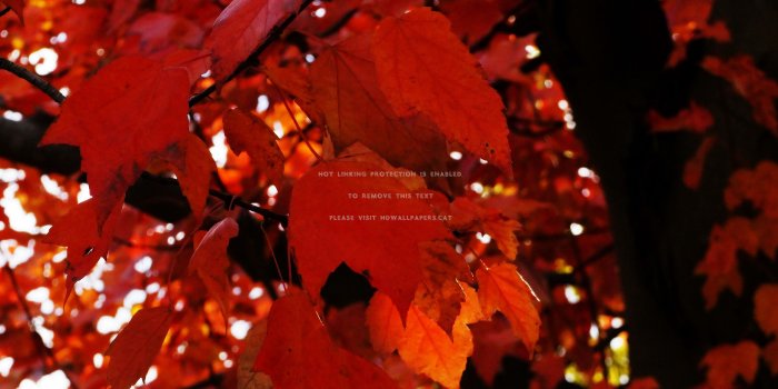 4912x2760 crimson fall red leaves autumn tree nature