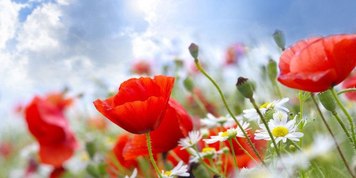 1920x1200 Summer Flowers Wallpapers | Pictures | Summertime | Beautiful