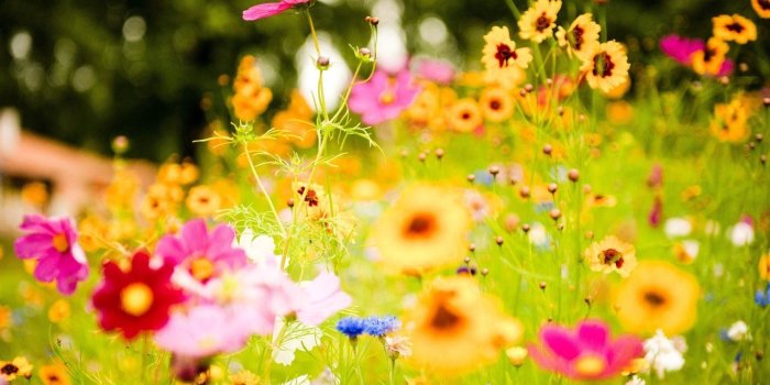 1920x1200 65+ Summer Flower Wallpapers on WallpaperPlay