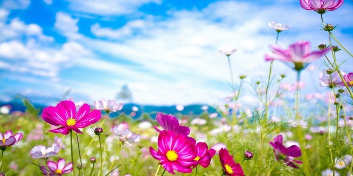1920x1080 Summer Flowers Wallpapers