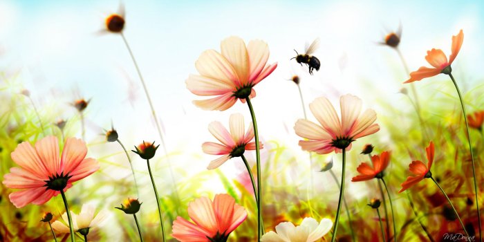 1920x1080 50+ Pretty Summer Flower Wallpapers - Download at WallpaperBro
