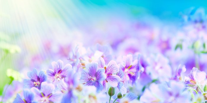 2560x1600 summer flowers | Summer Flowers Wallpaper | Delightful | Flower