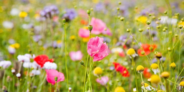 2560x1600 Summer Flower Wallpaper (66+ images)