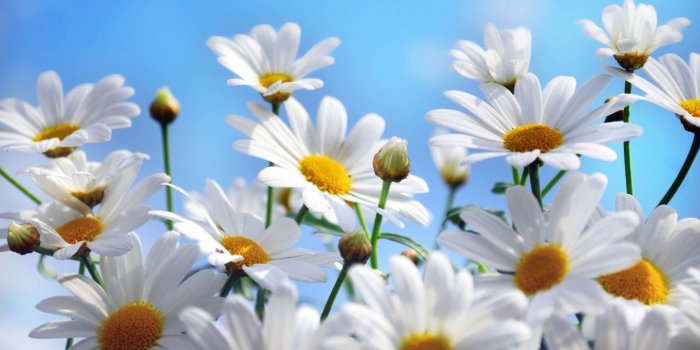1920x1080 Summer Flowers Wallpaper HD - The Wallpaper