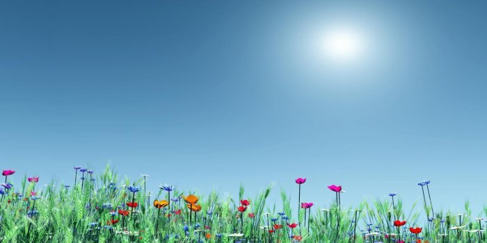 1366x768 Summer Flowers Wallpapers