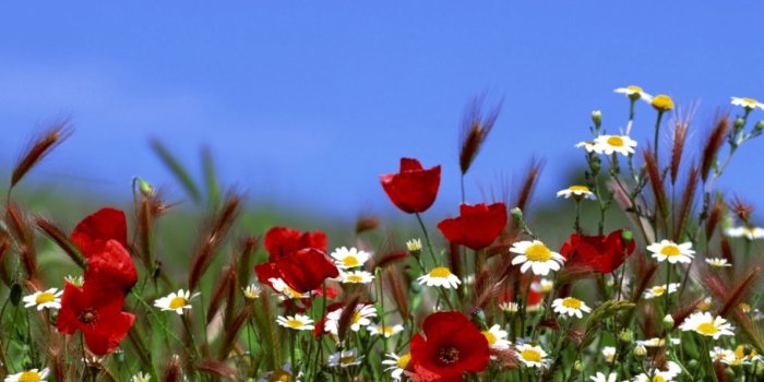 1190x714 Summer Flowers Wallpaper Hd | Wallpapers Book