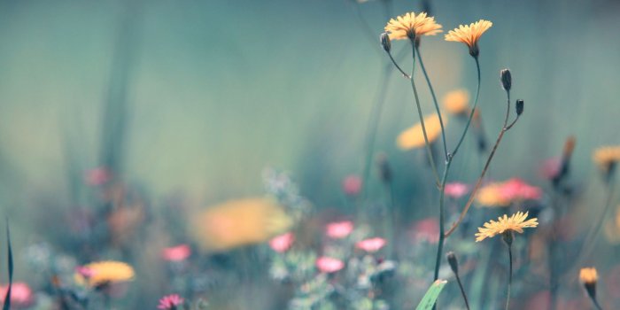 1920x1200 Summer Flowers widescreen wallpaper