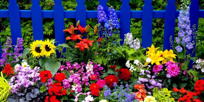 1920x1200 Amazing Summer Flowers wallpaper | 1920x1200 | #22471