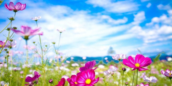 2560x1600 Summer Flowers With Skyline Wallpaper Background Free #45427726