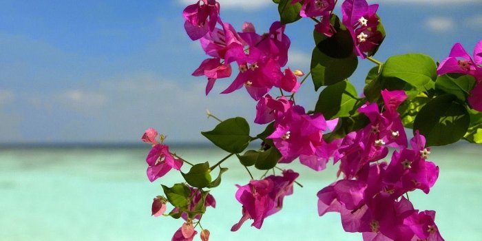 1600x900 47+] Summer Flowers Screensavers and Wallpaper on WallpaperSafari