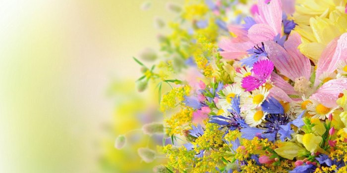 1920x1200 Summer Flowers Wallpapers