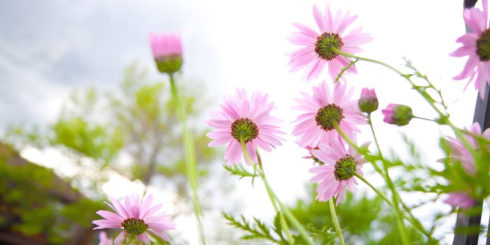 3840x2160 65+ Summer Flower Wallpapers on WallpaperPlay