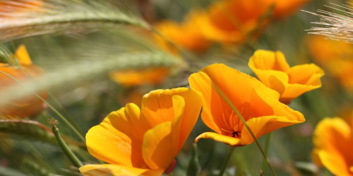 2560x1600 Summer Flowers Wallpaper #6877667