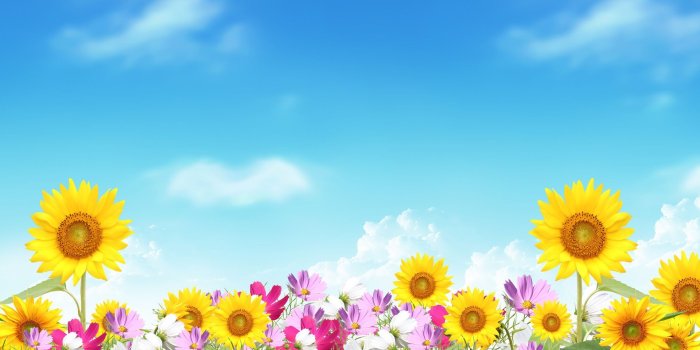 1920x1080 Image for Free Summer Flowers Computer Backgrounds | Food-Bread in