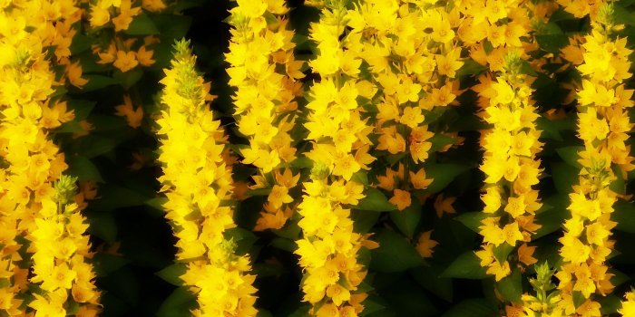 1920x1080 Yellow Summer Flowers Wallpaper - Wallpaper Stream