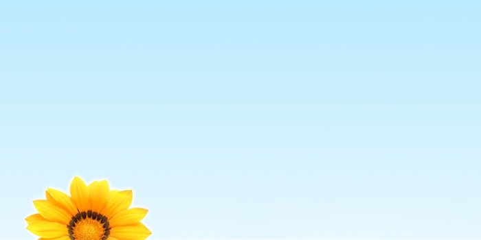 1280x804 Summer flower wallpapers | Summer flower stock photos
