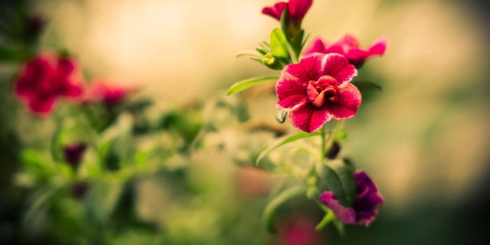1920x1080 Summer Flowers Wallpaper #6812410