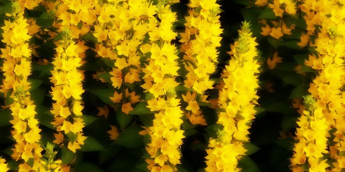 3264x2448 2867202 yellow flowers summer flowers wallpaper and background
