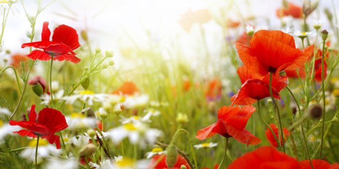 1920x1080 65+ Summer Flower Wallpapers on WallpaperPlay
