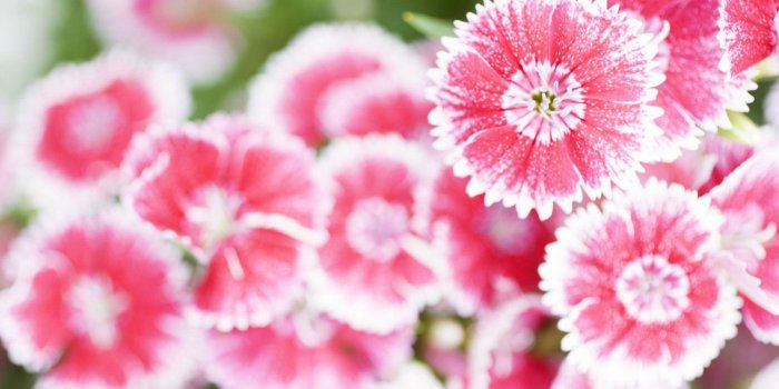 1680x1080 Timeline - Summer Flower (#846881) - HD Wallpaper Download
