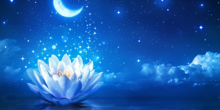1332x850 Wallpaper flower, water, lights, Lotus, flower, water, sparkle