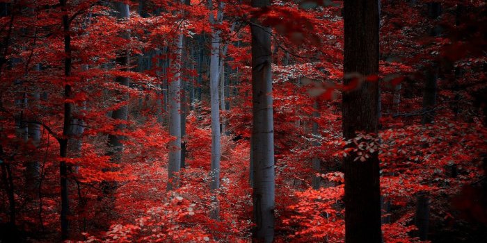 1332x850 Wallpaper autumn, forest, leaves, trees, nature, red, Burgundy