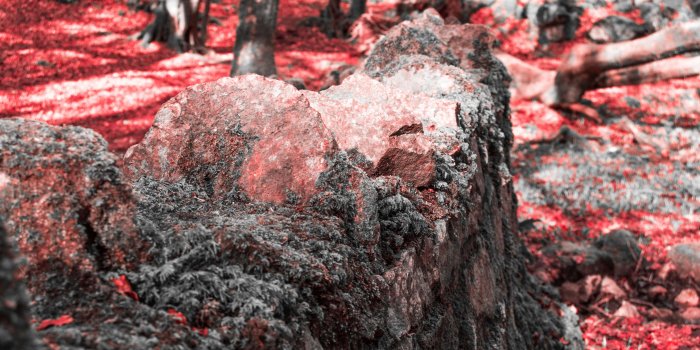 3840x1707 3025952 autumn, crimson, forest, galway, ireland, leaves, moss