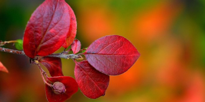 1332x850 Wallpaper autumn, leaves, nature, branch, the crimson images for