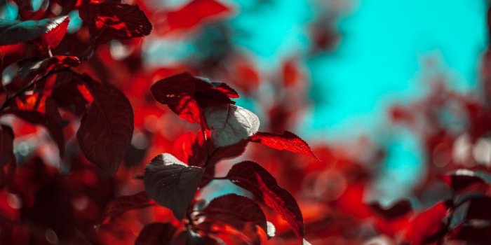 1332x850 Wallpaper the sky, leaves, macro, red, sprig, tree, Wallpaper, bokeh