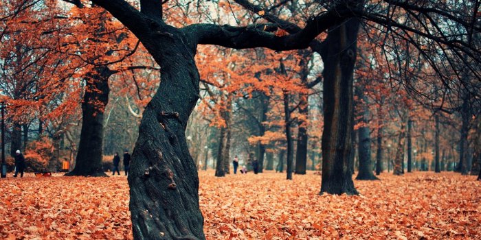 2560x1600 Crimson Forest Poland Wallpapers - 2560x1600 - 1697189