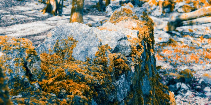 3840x1707 3025951 autumn, crimson, forest, frost, galway, ireland, leaves